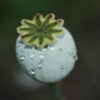 Vallmo - Bild 4