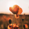 Vallmo - Bild 5